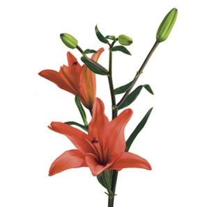 Meet your Posher, Shivani